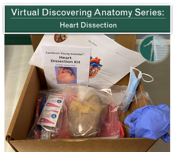 Virtual Discovering Anatomy Dissection Heart Experience Anatomy